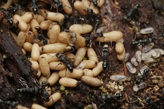 Rhytidoponera victoriae