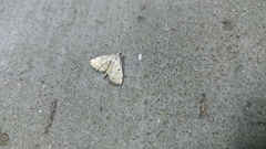 Pycnarmon
