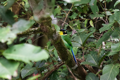 Psarisomus dalhousiae