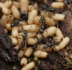 Rhytidoponera victoriae