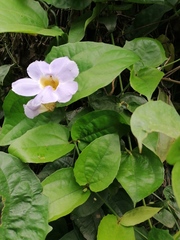 Thunbergia grandiflora