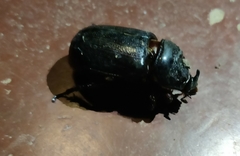 Oryctes rhinoceros