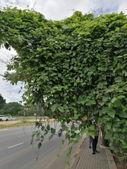 Thunbergia grandiflora