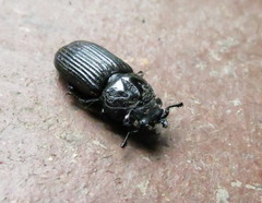 Nigidius delegorguei