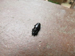 Nigidius delegorguei