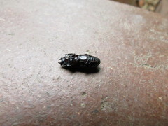 Nigidius delegorguei