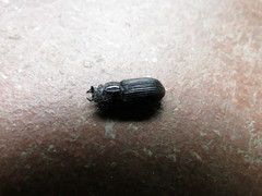 Nigidius delegorguei