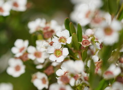 Sannantha pluriflora