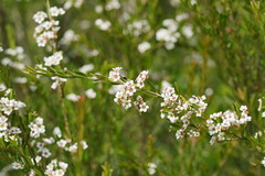 Sannantha pluriflora