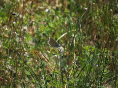 Polyommatus thersites