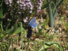 Polyommatus thersites