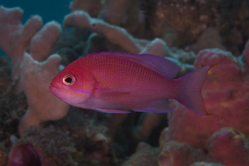 Redbar anthias (Pseudanthias rubrizonatus) — Serranidae — 2