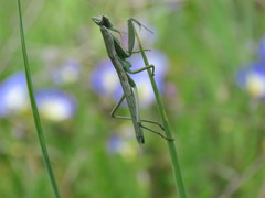Apteromantis aptera