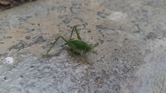 Tettigoniidae