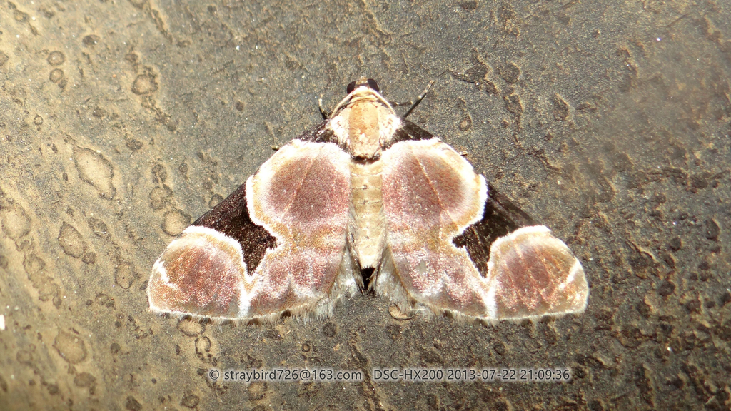 Gagitodes costinotaria