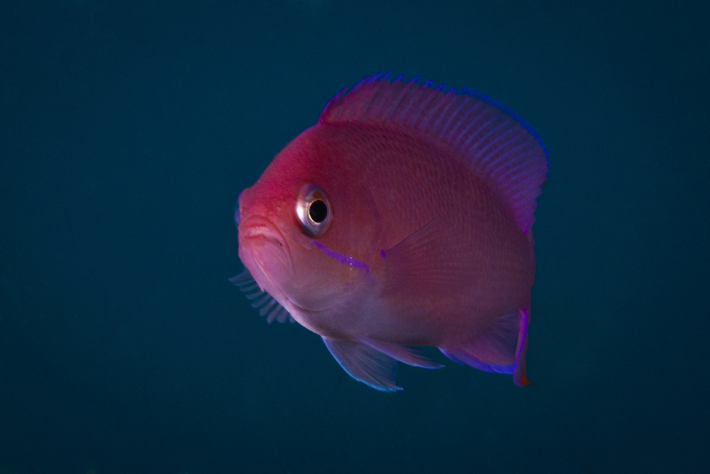 Redbar anthias (Pseudanthias rubrizonatus) — Serranidae