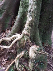 Metrosideros perforata