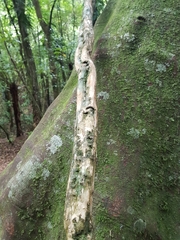 Metrosideros perforata