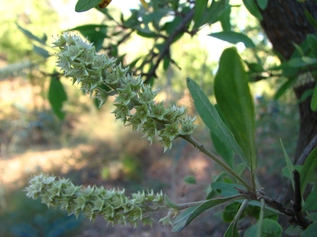 Terminalia canescens from Gunpowder QLD 4825, Australia on April 18 ...