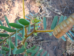 Senna notabilis