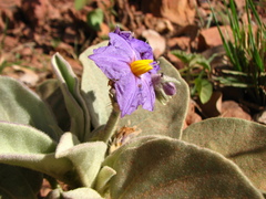 Solanum chippendalei