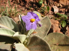 Solanum chippendalei