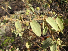 Triumfetta marsupiata