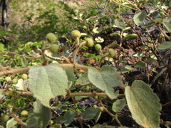 Triumfetta marsupiata