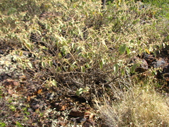 Triumfetta marsupiata