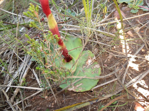 Image of Sticky Satyre by (c) Christiaan Viljoen, some rights reserved (CC BY)
