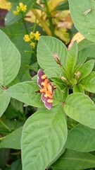 Aethaloessa