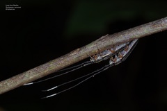 Nyctimenius varicornis
