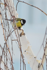 Parus major