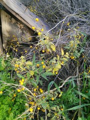 Solanum elaeagnifolium