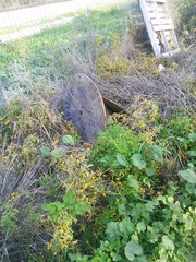 Solanum elaeagnifolium