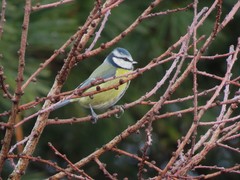 Cyanistes caeruleus
