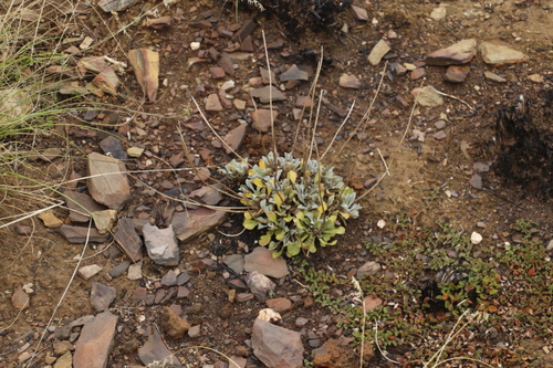 Image of Woolly Boneseed by (c) Tony Rebelo, some rights reserved (CC BY-SA)