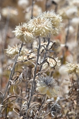 Helichrysum leucopsideum