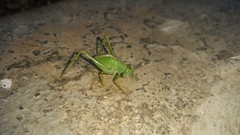 Tettigoniidae