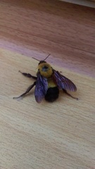 Bombus melanurus