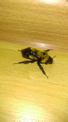 Bombus melanurus