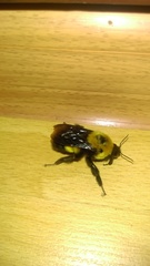 Bombus melanurus