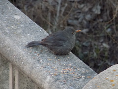 Turdus merula