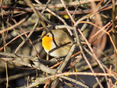 Erithacus rubecula