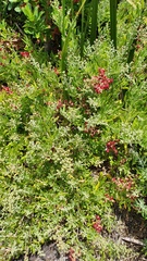 Chenopodium baccatum