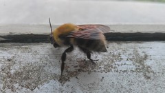 Bombus consobrinus