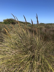 Capeochloa cincta cincta