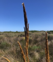 Capeochloa cincta cincta