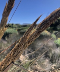 Capeochloa cincta cincta