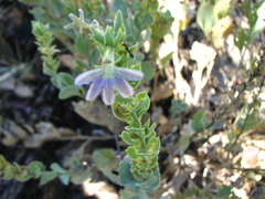 Scaevola ovalifolia